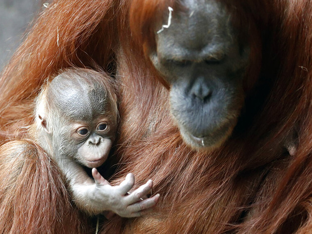 В "Сафари" впервые за 11 лет появился на свет детеныш орангутана