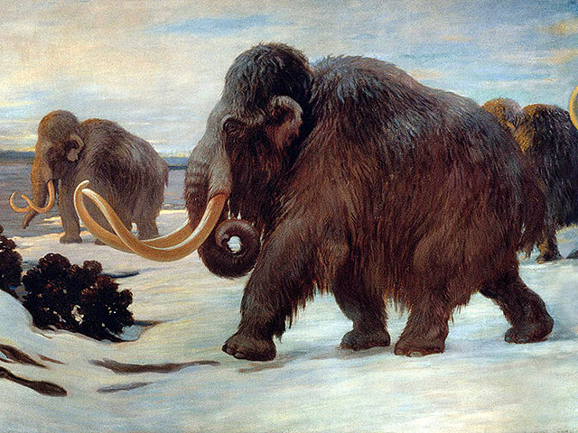 Американские ученые начали работать над воскрешением шерстистых мамонтов