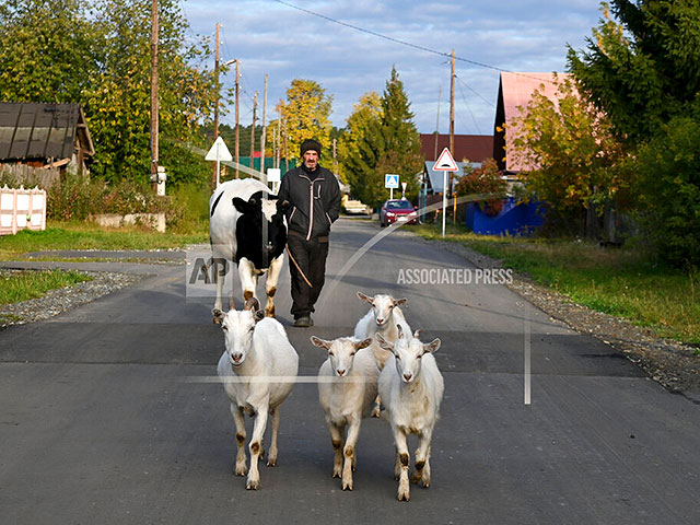 Местный житель выгоняет пастись своих домашних животных по пути к избирательному участку в селе Богандинское Тюменской области, Россия, 18 сентября 2021 года
