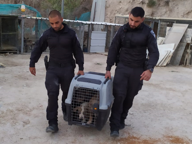 Полиция спасла десятки собак, находившихся на "пиратской ферме" для участия в боях