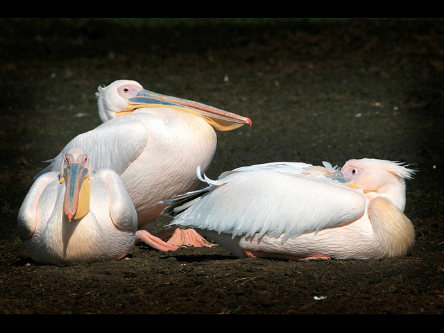 Тысячи розовых пеликанов набираются сил в Израиле. Фоторепортаж