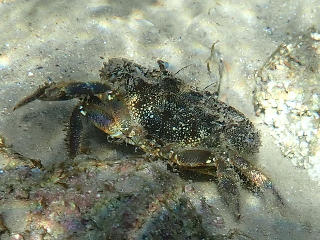 Каменный краб (Eriphia verrucosa)