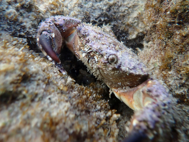 Каменный краб (Eriphia verrucosa)