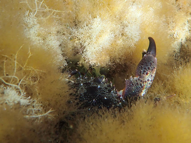 Каменный краб (Eriphia verrucosa)