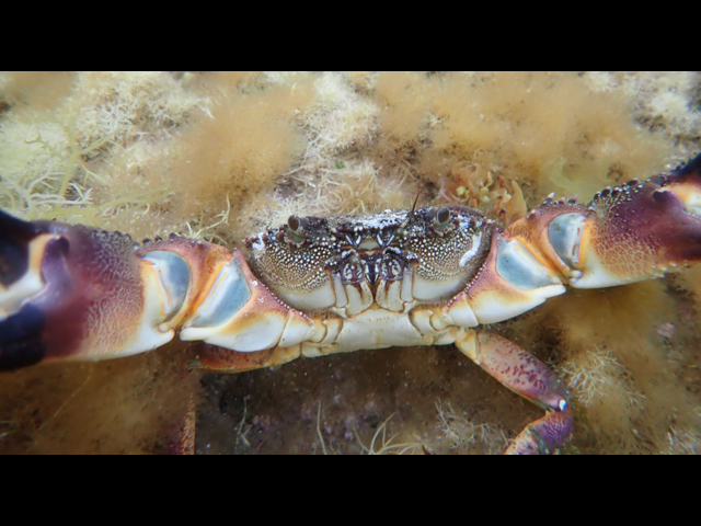 Каменный краб (Eriphia verrucosa)