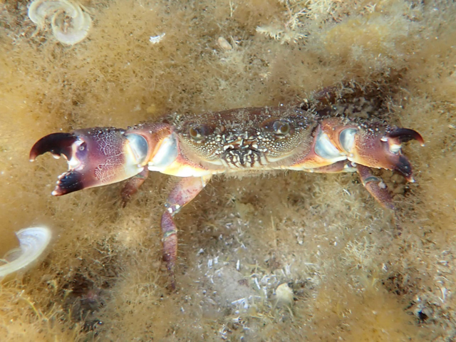 Каменный краб (Eriphia verrucosa)