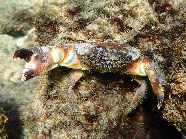 Каменный краб (Eriphia verrucosa)