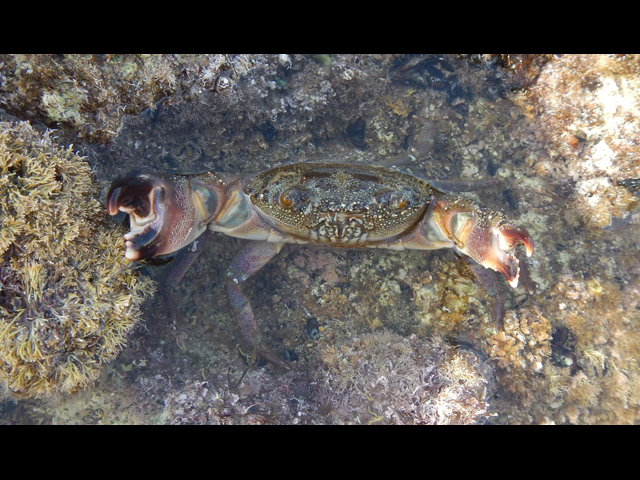 Каменный краб (Eriphia verrucosa)