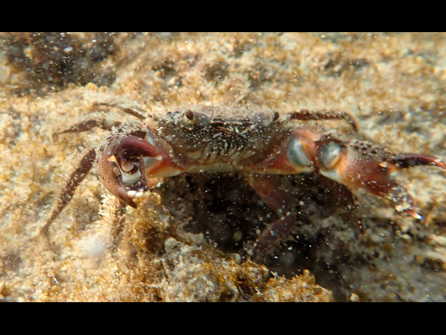 Каменный краб (Eriphia verrucosa)