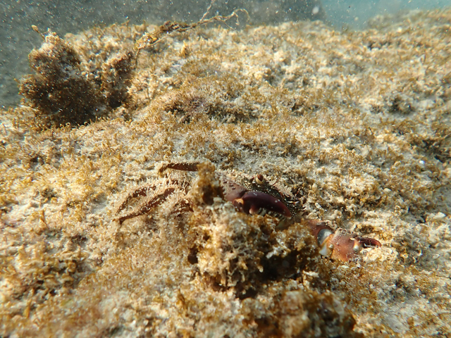 Каменный краб (Eriphia verrucosa)