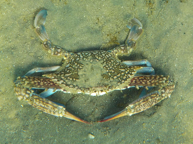 Голубой краб-плавунец (Callinectes sapidus)