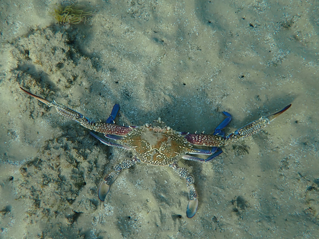 Голубой краб-плавунец (Callinectes sapidus)