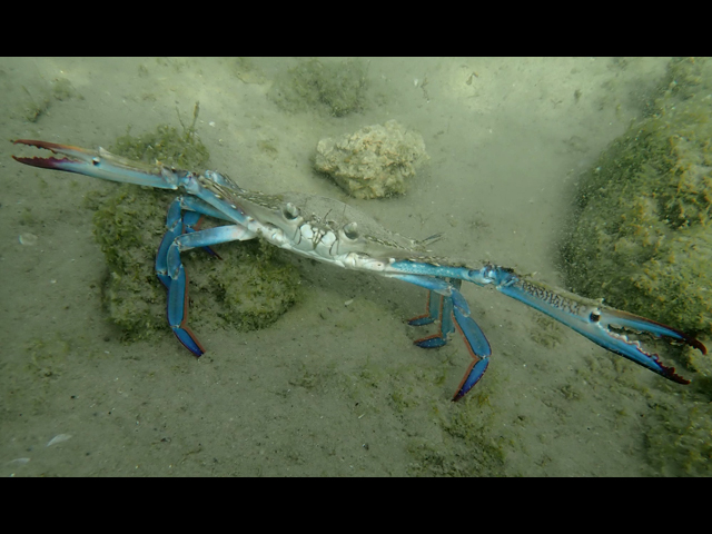 Голубой краб-плавунец (Callinectes sapidus)