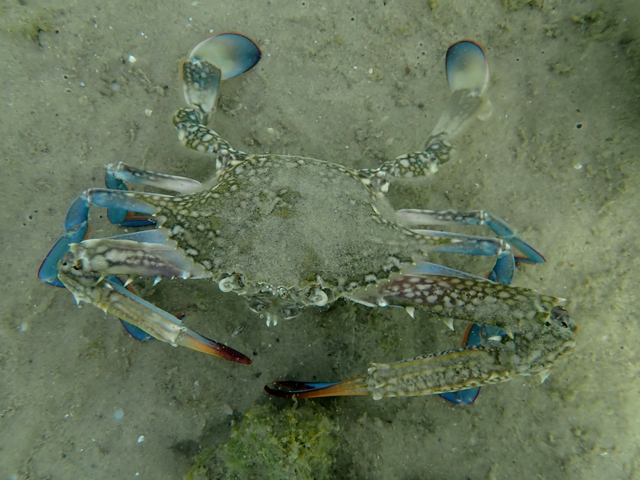 Голубой краб-плавунец (Callinectes sapidus)