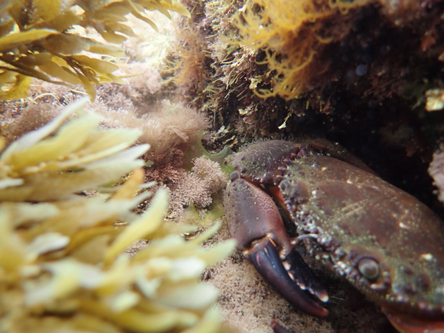 Каменный краб (Eriphia verrucosa)