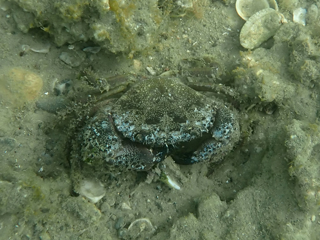 Каменный краб (Eriphia verrucosa)