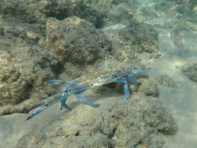 Голубой краб-плавунец (Callinectes sapidus)