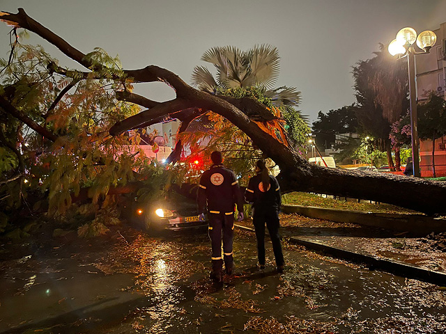 На улице Лемуэль в Тель-Авиве на автомобиль, в котором вместе с водителем находился пассажир, рухнуло дерево.