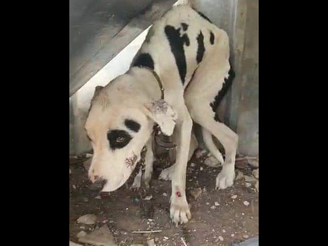 Полиция спасла в Сегев-Шалом собаку, которую держали на свалке