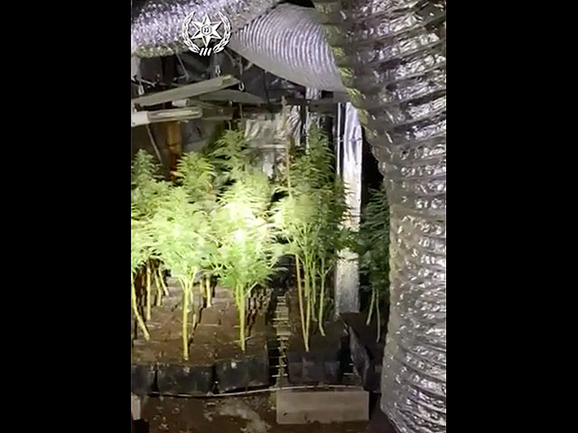 В Лакии полицейские обнаружили подземную "теплицу" для выращивания каннабиса