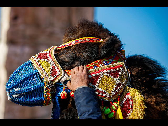 Состязания верблюдов в Турции: конкурс красоты и бои за самок. Фоторепортаж