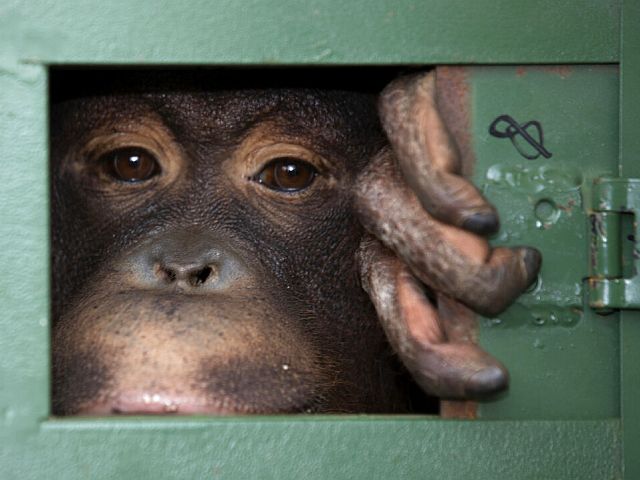 Feldman Ecopark shelled in Kharkiv region, great apes killed