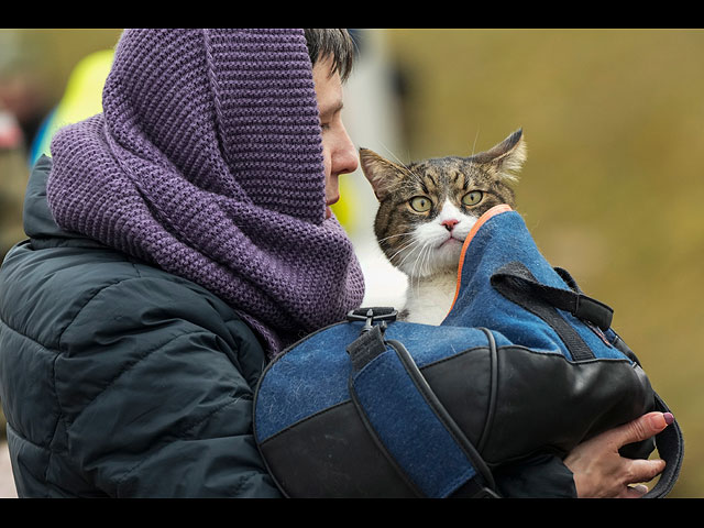 Война в Украине: четвероногие беженцы. Фоторепортаж