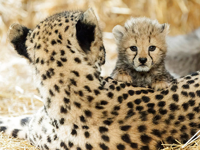 Cheetah cubs born in Iran for the first time in captivity