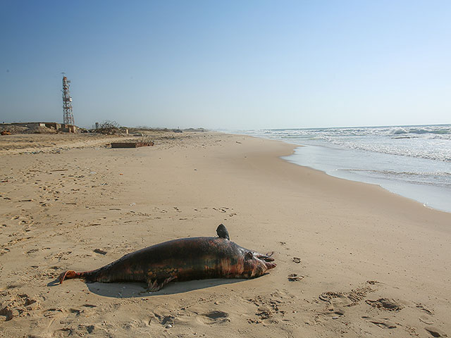 В районе Сдот-Ям на берег выброшено тело детеныша дельфина