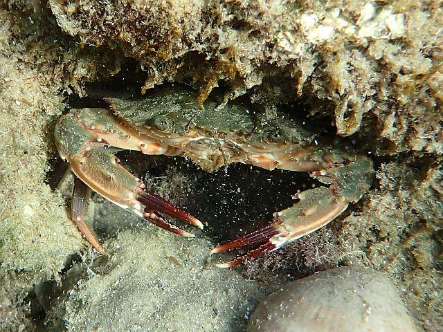 Краб-плавунец Charybdis hellerii