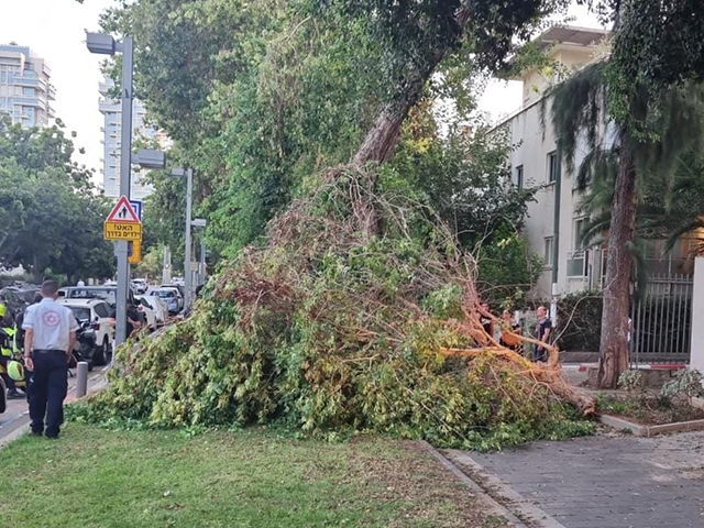 В Тель-Авиве на пешеходов обрушилась часть дерева