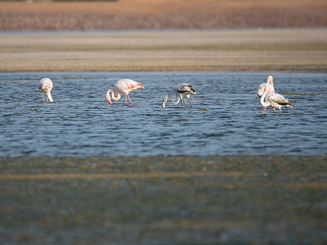 Розовые фламинго снова в Израиле. Фоторепортаж