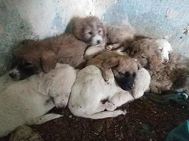 В деревне Иблин закрыт незаконный собачий питомник