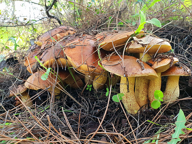 Грибы израиль