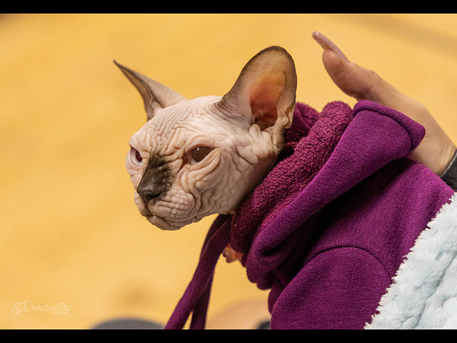 Выставка кошек в Петах-Тикве. Фоторепортаж - NEWSru.co.il