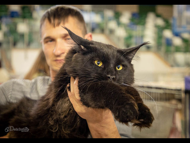 Выставка кошек в Петах-Тикве. Фоторепортаж