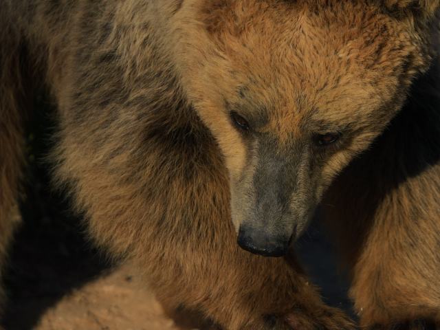 Медведь устроил панику на борту самолета, летевшего из ОАЭ в Ирак