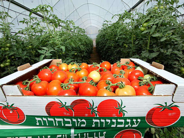 4,500 tons of vegetables from Turkey delivered to Haifa