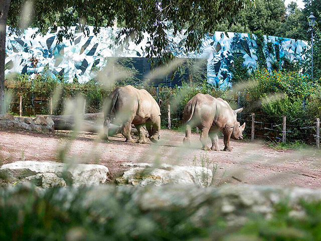 В "Библейский зоопарк" и зоопарк "Сафари" прибыли два редких носорога