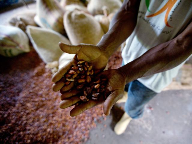 Рекордно високи цени на какаото в световен мащаб