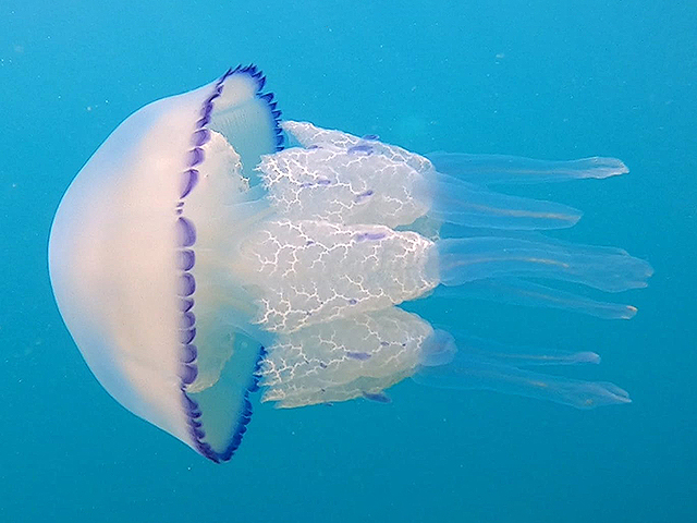 На фото, представленных Управлением заповедников и парков, показана также очень красивая медуза Rhizostoma pulmo (из семейства Rhizostomatidae отряда корнеротов – Rhizostomeae)