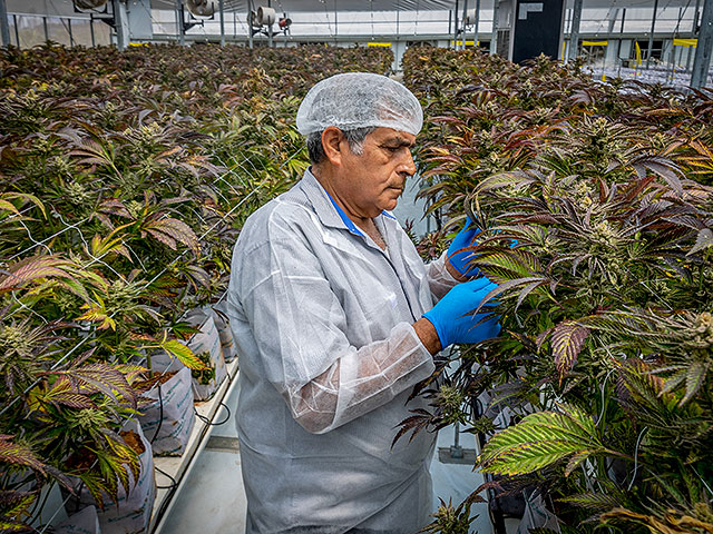 Israel’s Medical Cannabis Reform Set to Take Effect on March 31