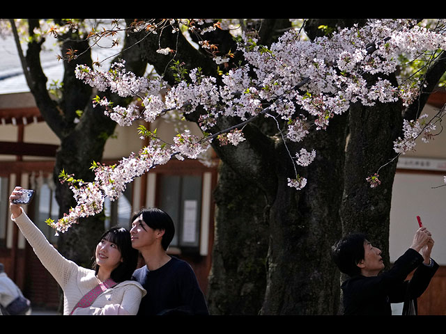 Запоздалое апрельское цветение сакуры в Японии. Фоторепортаж