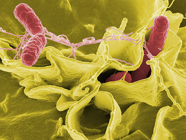 Бактерии в кишечнике влияют на нашу иммунную систему