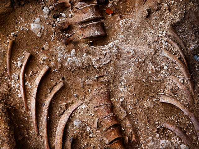 Останки, обнаруженные на пустыре в Галилее, принадлежат пропавшим жителям Исфии