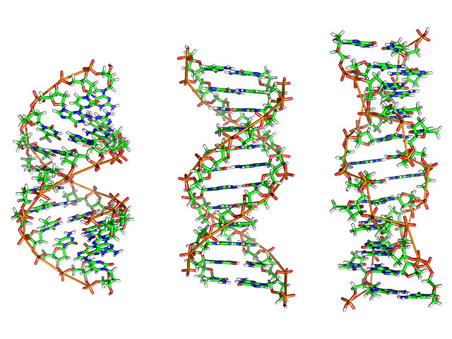 Слева направо: структуры А-, В- и Z-ДНК