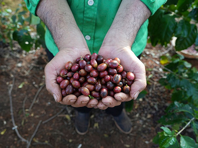 Drought has led to a sharp rise in global prices for Robusta coffee