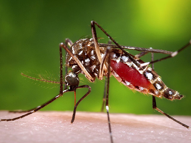 Cases of Dengue fever have been reported in Israel among tourists returning from Sinai.