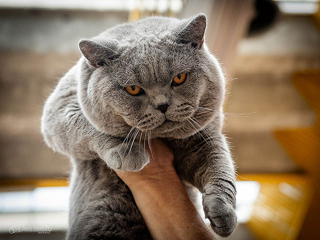 Международная выставка кошек в Израиле. Фоторепортаж