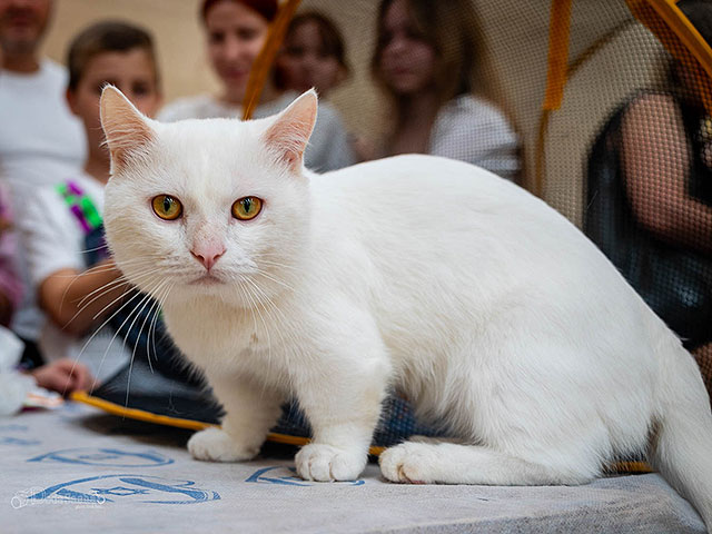 Международная выставка кошек в Израиле. Фоторепортаж